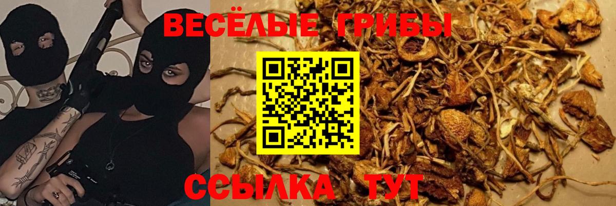 Псилоцибиновые грибы Psilocybine cubensis Воскресенск